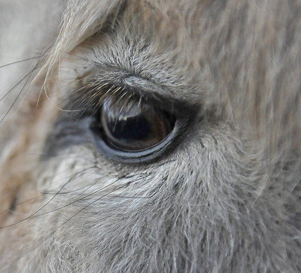 Auge eines Esels
