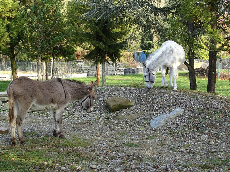 Esel Fridolin und Zora wohnten im ZürichZoo Dez2019