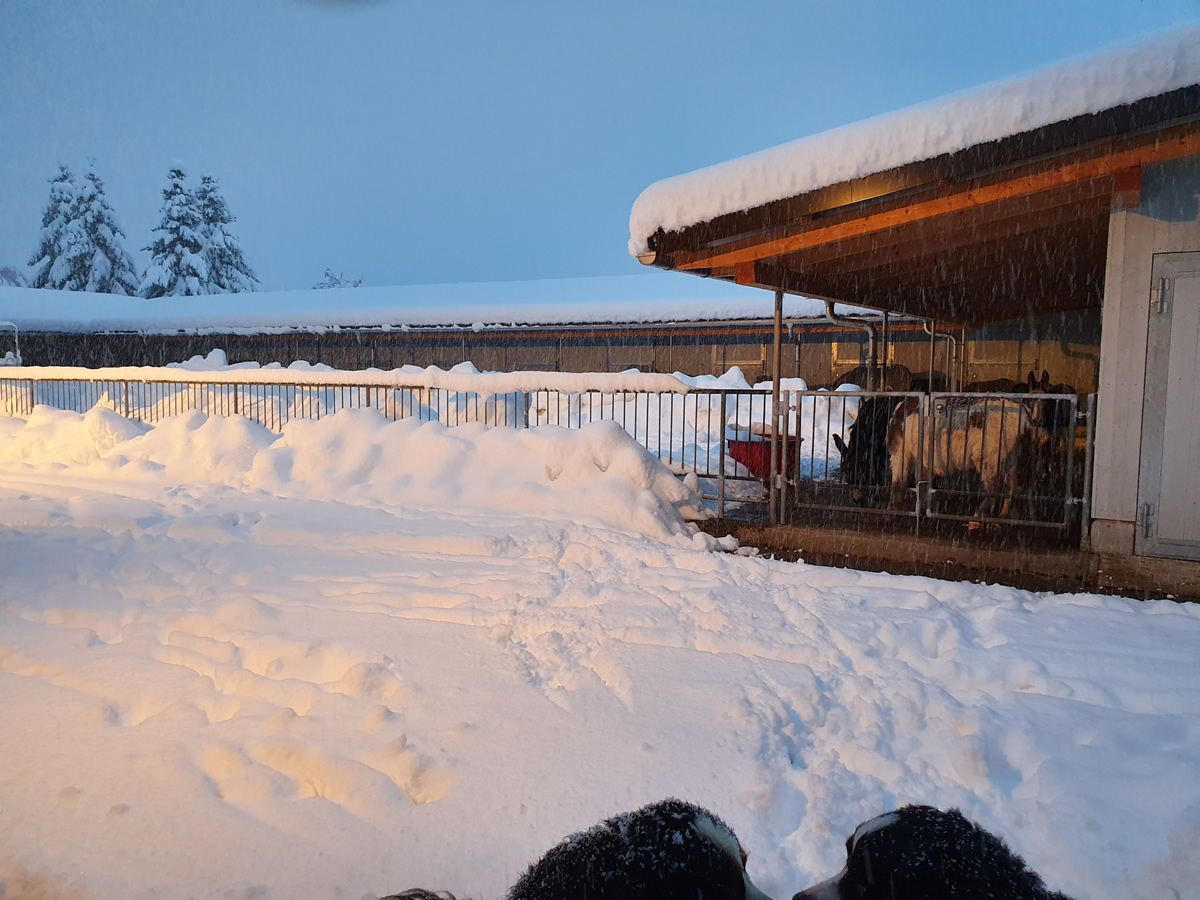 Der grosse Schnee- den Hunden gefällts die Esel bleiben am Schärme
